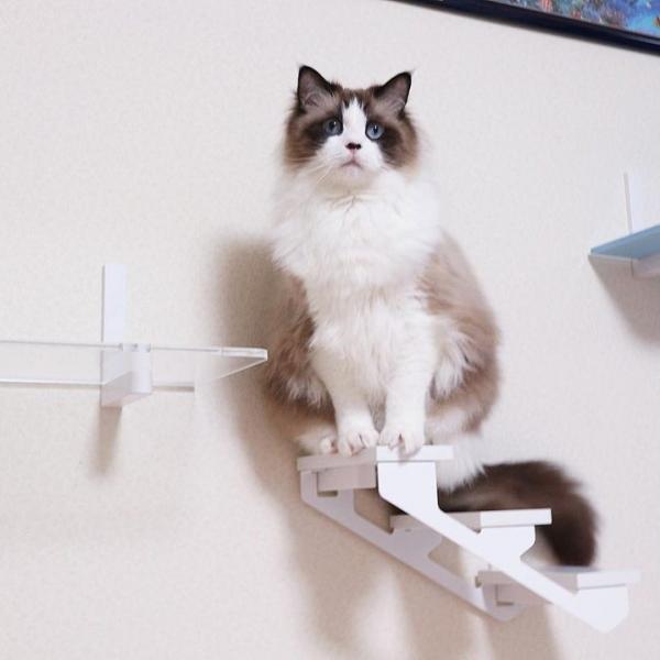 キャットラダー