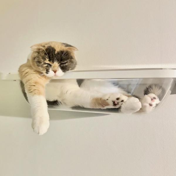 キャットバス