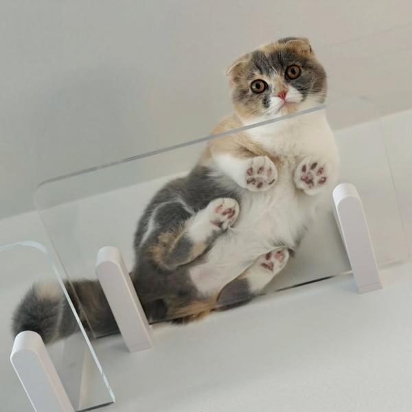 キャットステップ